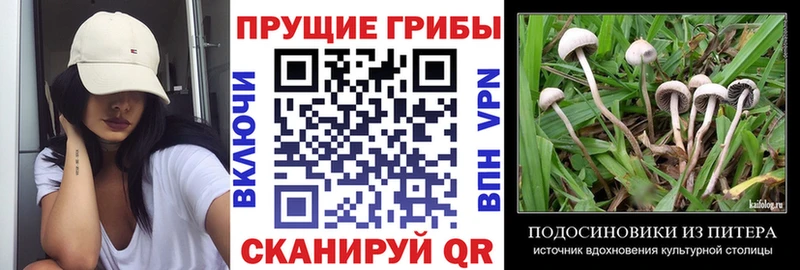 купить цена Ишим Псилоцибиновые грибы Psilocybe